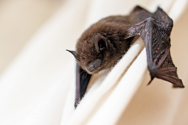 Putting wildlife first during Cumbria solar installation
