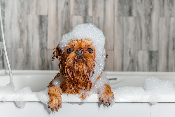 Sunamp vs a hot water cylinder: which is better?